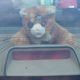 Illustration for article titled If You Can't Buy It, Build It: Wanky The Safety Cat